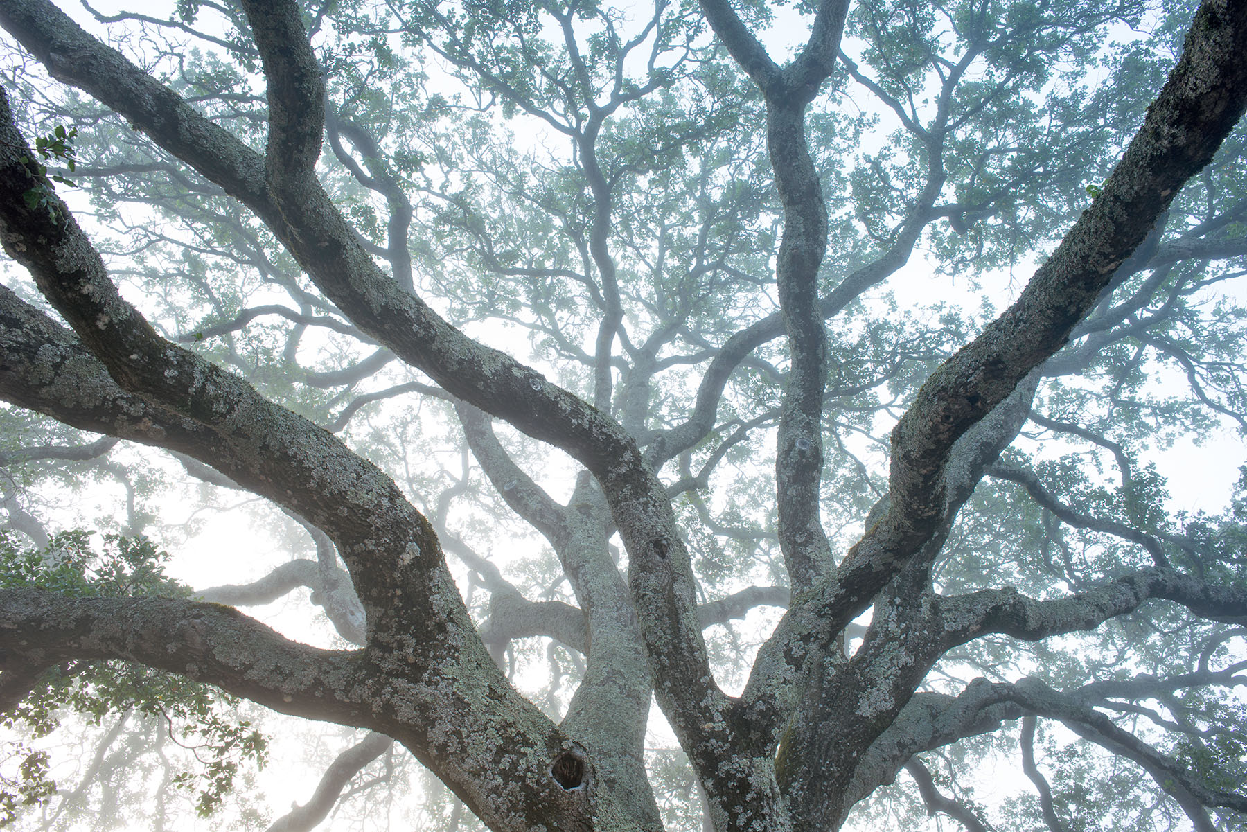 Sonoma Oak in the Fog