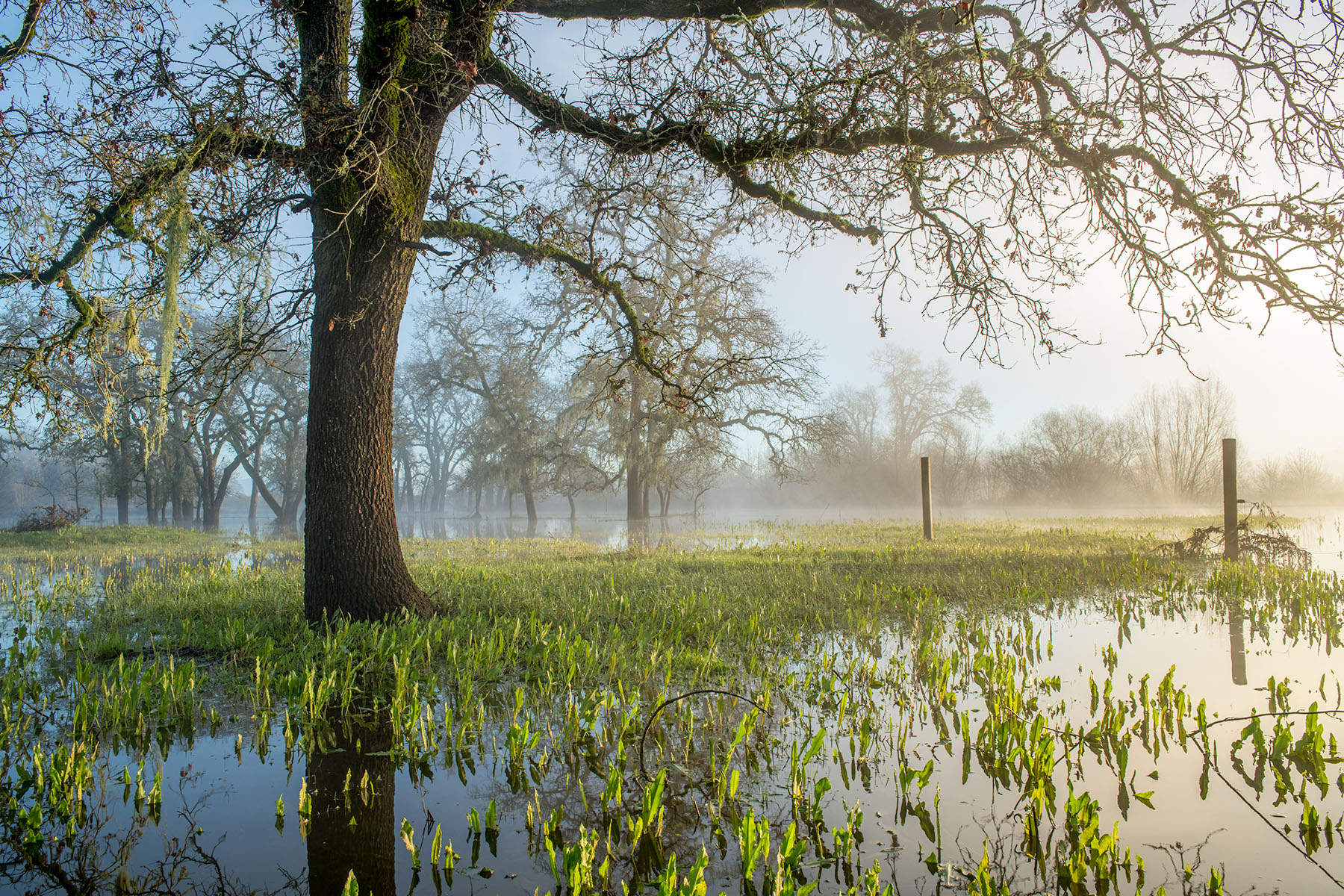 Oak Tree and Morning Light