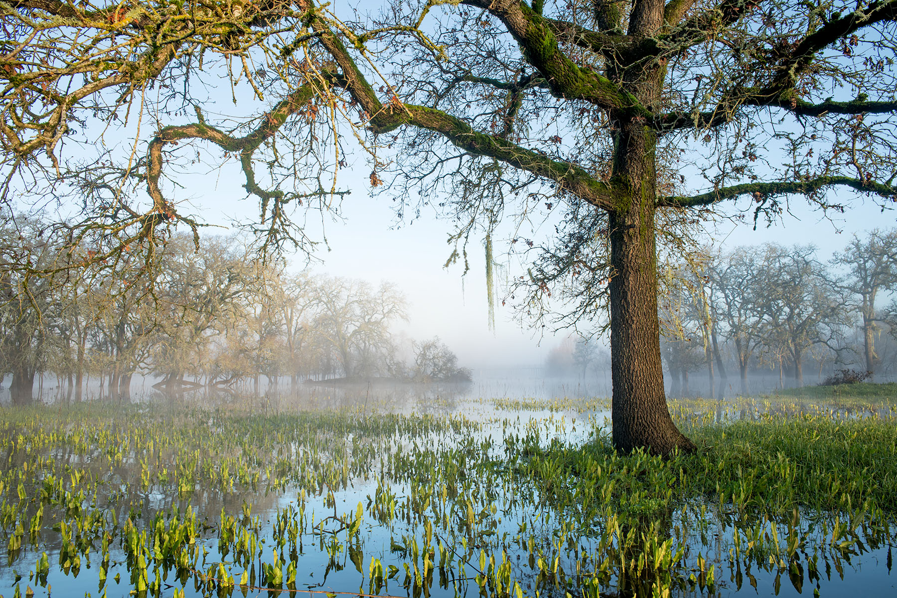 Morning Light and Oak Tree