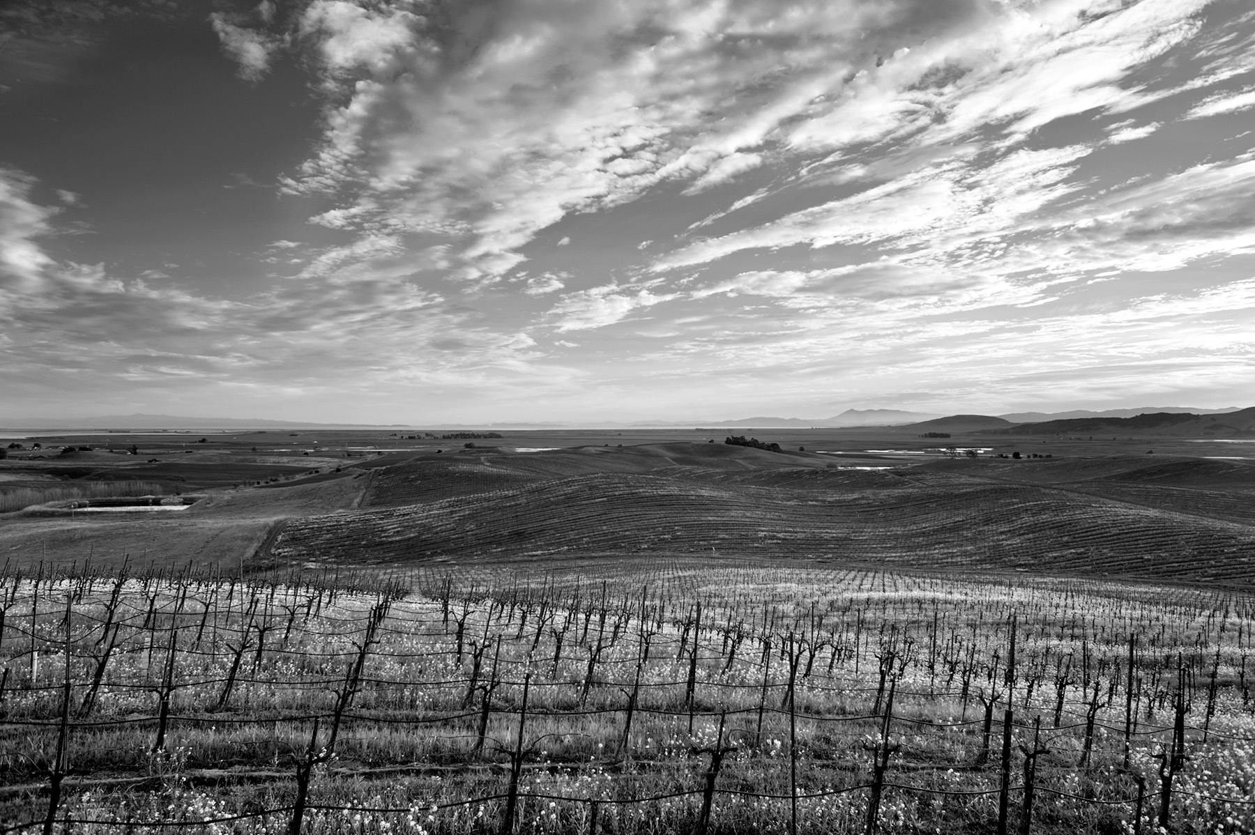 Bay Views from Carneros