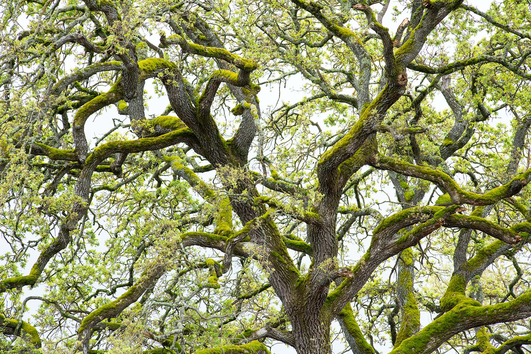 Vibrant Sonoma Oaks